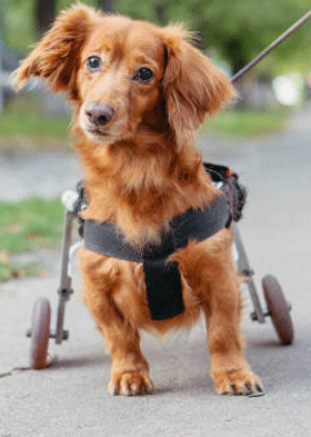 perro discapacitado
